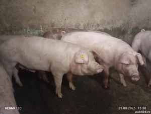 Scrofițe Landrace pentru reproducere 