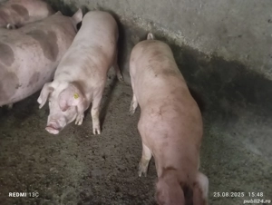 Scrofițe Landrace pentru reproducere  - imagine 3