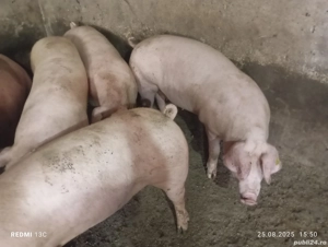 Scrofițe Landrace pentru reproducere  - imagine 2