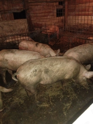 Vând porci pentru sacrificat!