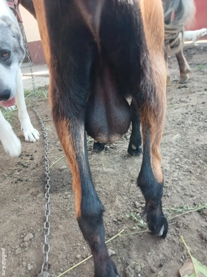 tapi alpini de vanzare si pt monta - imagine 2 tapi alpini de vanzare si pt monta - imagine 2