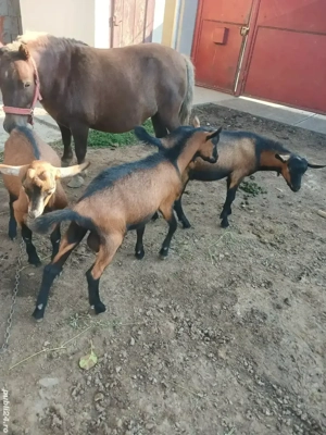 tapi alpini de vanzare si pt monta - imagine 4 tapi alpini de vanzare si pt monta - imagine 4