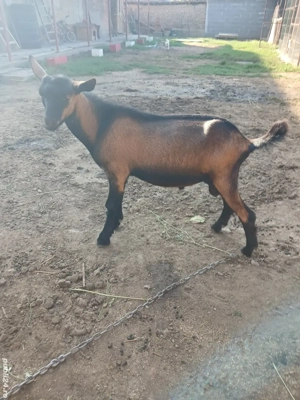 tapi alpini de vanzare si pt monta - imagine 3 tapi alpini de vanzare si pt monta - imagine 3