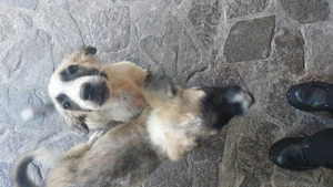 Spre adopție 2 catei salvati - imagine 2