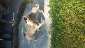 Spre adopție 2 catei salvati - imagine 5