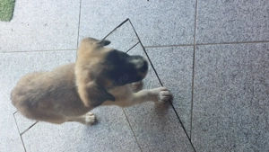 Spre adopție 2 catei salvati