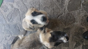 Spre adopție 2 catei salvati - imagine 4