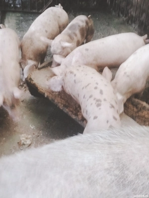 de vanzare  - imagine 3