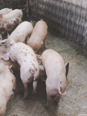 de vanzare  - imagine 5