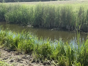 Investiție în Delta Dunării   teren cu deschidere canal, la 300 m de Dunăre (Gorgova, brațul Sulina)