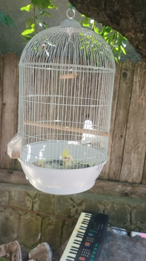 Papagali nimfă cu tot cu colivie  - imagine 2 Papagali nimfă cu tot cu colivie  - imagine 2