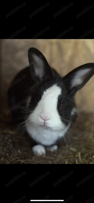 Ne căutăm casă nouă ! 