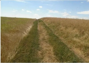 Teren Trifesti, ID: R2694743