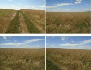 Teren Trifesti, ID: R2694743 - imagine 7