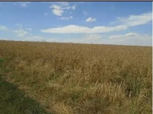 Teren extravilan Trifesti, IR: R2694776