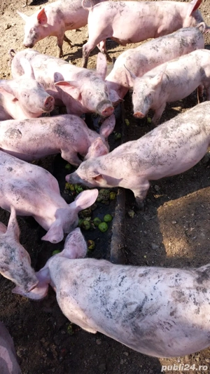 Purcei rasa Pietrain - imagine 2