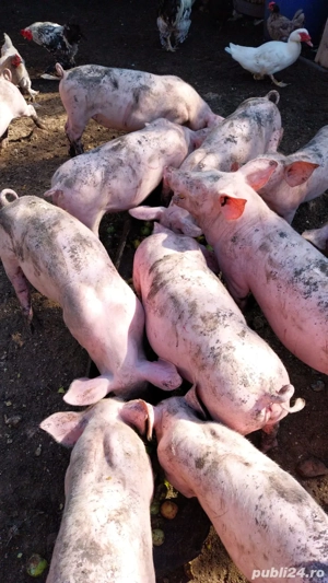 Purcei rasa Pietrain