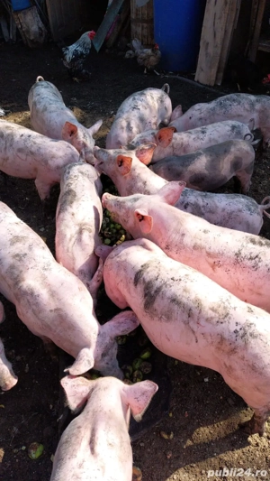 Purcei rasa Pietrain - imagine 3