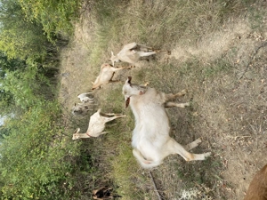 Tapisor saanen, in varsta de 7 luni, de vanzare