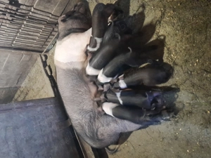 Scroafă basna cu 9 purcei și  tata  lor 