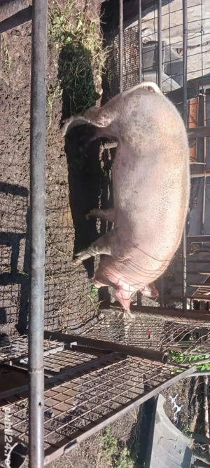 vând porc ître 100 sau 120 kg 