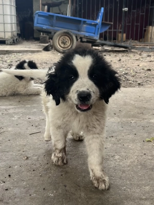 Căței ciobănesc de Bucovina