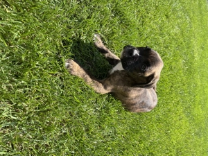 Boxer Cateii, 2 Puii