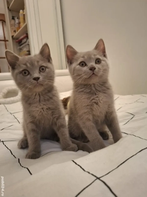 Căutăm căsuță pentru pisoi british short-hair lilac şi albastru de Rusia