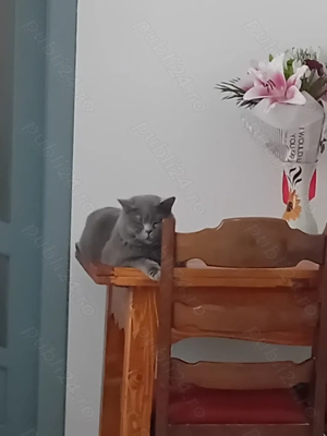 Motan rasa british-scottish