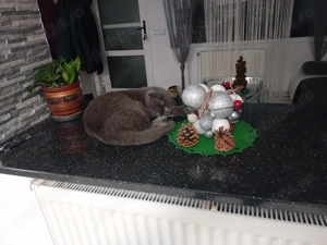 Motan rasa british-scottish - imagine 2 Motan rasa british-scottish - imagine 2