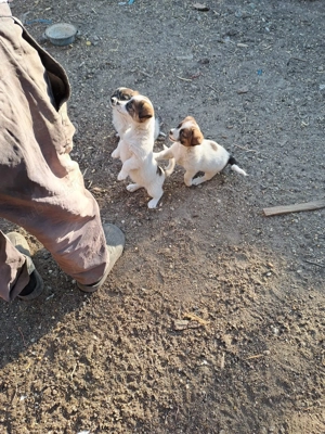 Cățeluși talie medie 