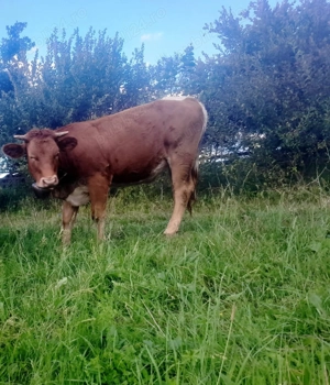 Juninca 1 an si 2 luni