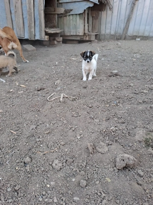 Cățeluși talie medie  - imagine 2