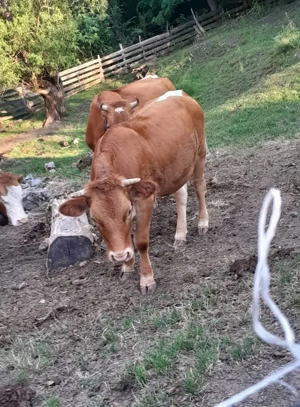 Juninca 1 an si 2 luni - imagine 2 Juninca 1 an si 2 luni - imagine 2