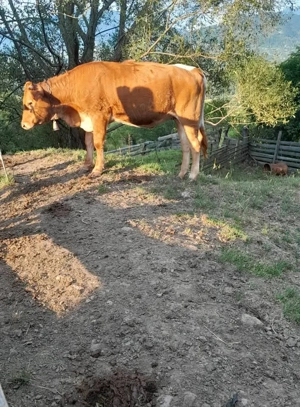 Juninca 1 an si 2 luni - imagine 4 Juninca 1 an si 2 luni - imagine 4