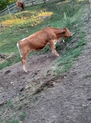 Juninca 1 an si 2 luni - imagine 3 Juninca 1 an si 2 luni - imagine 3