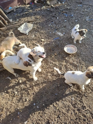 Cățeluși talie medie  - imagine 3