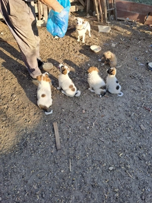 Cățeluși talie medie  - imagine 4