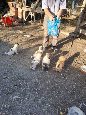 Cățeluși talie medie  - imagine 5