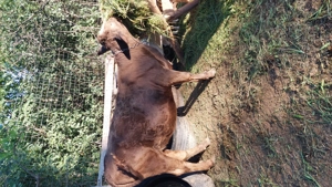 de vanzare balata romaneasca