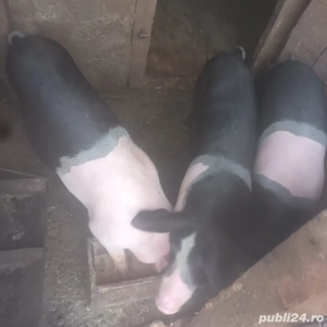 vand porci si soldani 