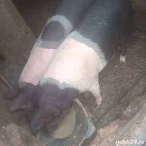 porci diverse marimi