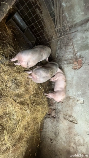 vand porci de carne - imagine 2