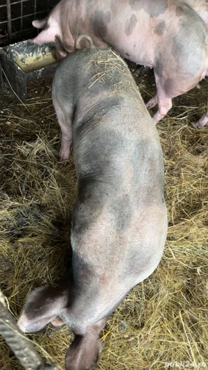 vand porci soldani de carne  - imagine 4