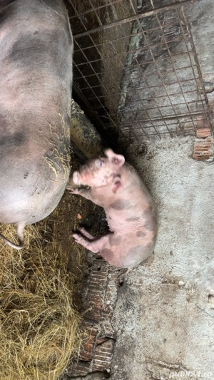 vand porci soldani de carne  - imagine 5