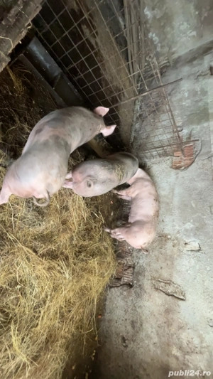 vand porci de carne - imagine 3