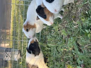 Porcusor se guineea - 