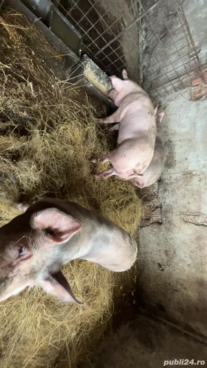 porci diverse marimi - imagine 3