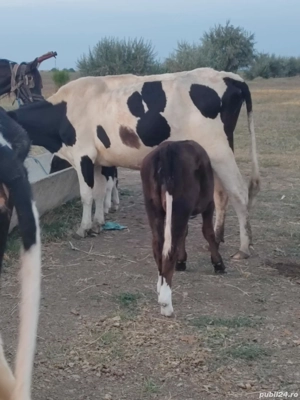 Viței Metis de Angus 