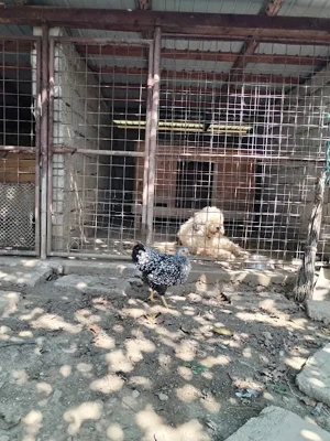 Pui de gaina Wyandotte tineret 2025